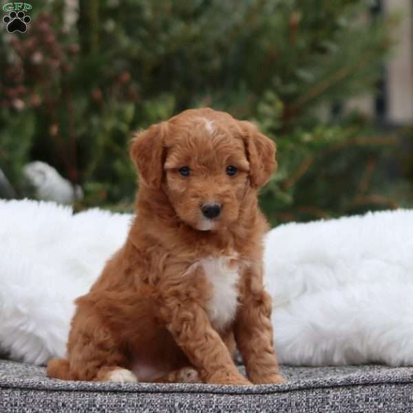 Ginger F1B, Mini Goldendoodle Puppy